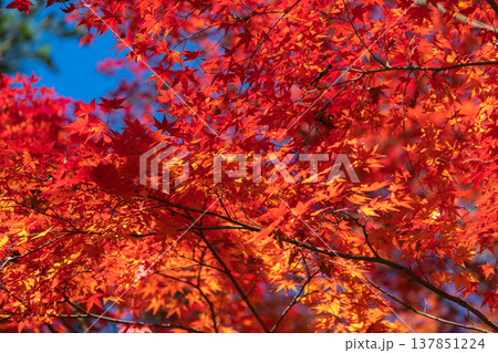真っ赤な紅葉 真っ赤な紅葉 137851224