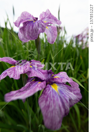 花菖蒲 137851227