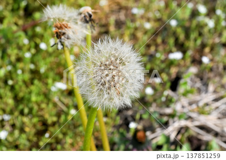 タンポポ 137851259