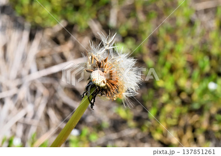 タンポポ 137851261