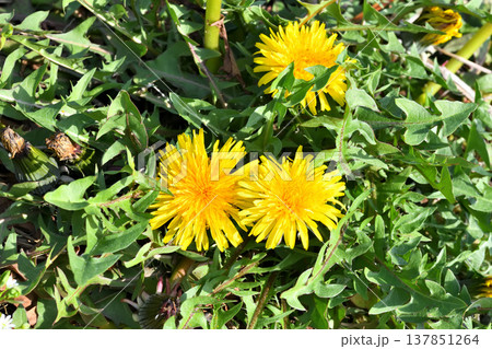 タンポポ 137851264
