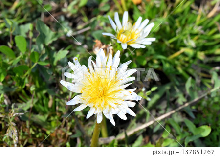 タンポポ 137851267