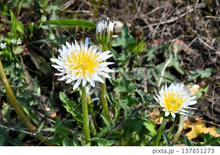 タンポポ 137851273
