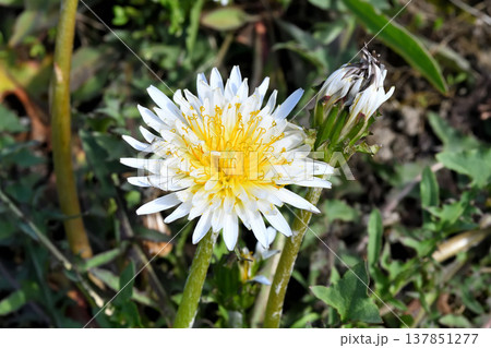 タンポポ 137851277