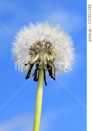 タンポポ タンポポ 137851288