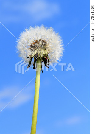タンポポ 137851289