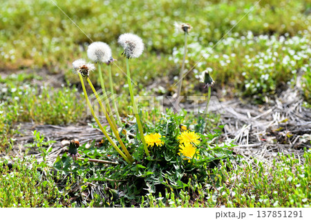 タンポポ 137851291