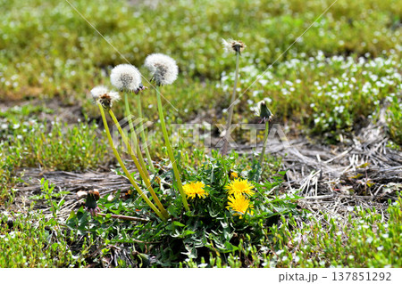 タンポポ 137851292