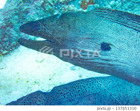 ドクウツボ 137851310