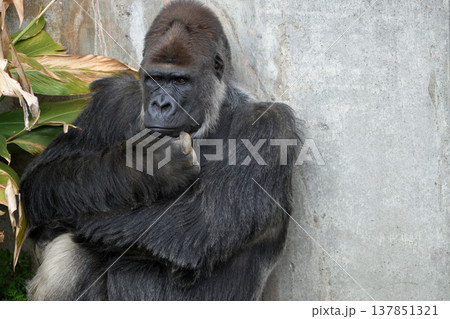 混迷する世界情勢のなかでどう生き抜くか思慮するゴリラ 137851321