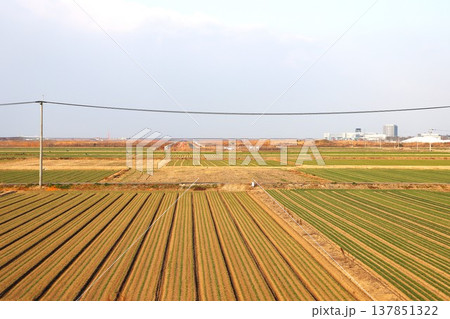 佐賀干拓農地 137851322