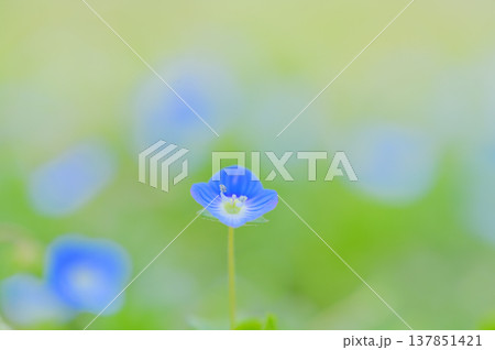春の野花オオイヌノフグリとやわらかなボケ背景 137851421