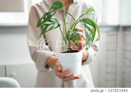 A young woman transplants a Monstera Monkey Mask into a pot at home A young woman transplants a Monstera Monkey Mask into a pot at home 137851493