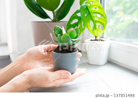 Young Woman Transplants a Crassula ovata Houseplant into a Ceramic Pot at home Young Woman Transplants a Crassula ovata Houseplant into a Ceramic Pot at home 137851498