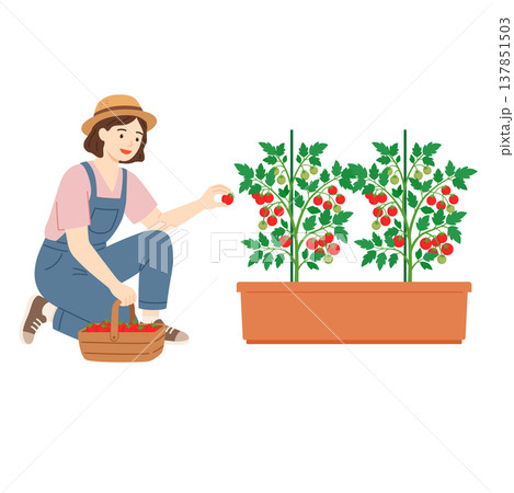 プランターで育てたミニトマトを収穫する女性 137851503