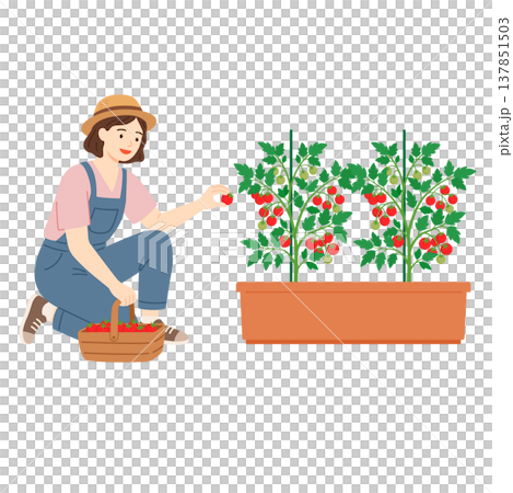 プランターで育てたミニトマトを収穫する女性 137851503