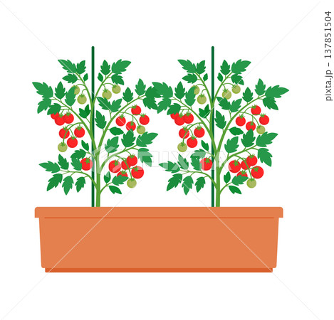 プランターで栽培するミニトマト 137851504