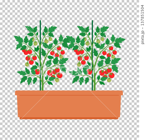 プランターで栽培するミニトマト 137851504