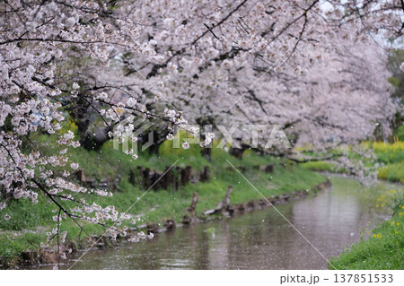 春の小川と桜のカーテン4 137851533