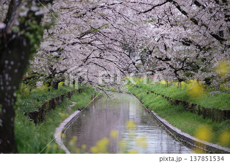 春の小川と桜のカーテン3 春の小川と桜のカーテン3 137851534