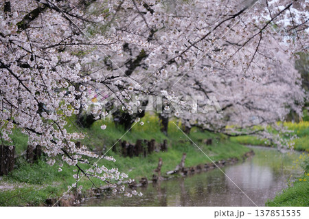 春の小川と桜のカーテン2 137851535