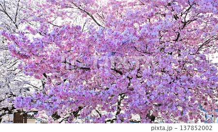 日本に一本しかない珍しい行福寺桜 日本に一本しかない珍しい行福寺桜 137852002