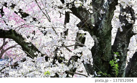 行福寺のソメイヨシノ 137852004