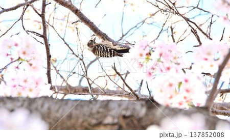 満開の桜と枝をつつくコゲラ 満開の桜と枝をつつくコゲラ 137852008