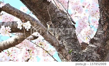 桜の枝に止まるコゲラ 137852009