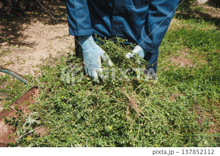 man gathing freshly pulled weeds in a wheelbarrow 137852112