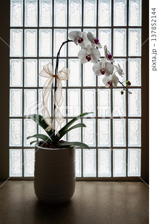 Big White Phalaenopsis, Elegant serene white orchid flower plant in pot by glass window Big White Phalaenopsis, Elegant serene white orchid flower plant in pot by glass window 137852144
