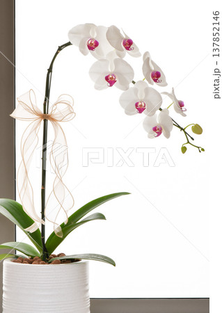 Big White Phalaenopsis, Elegant white orchid blooming in pot brings peaceful emotion 137852146