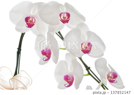 Big White Phalaenopsis, Elegant white orchid blossom with pink center bringing peaceful mood 137852147