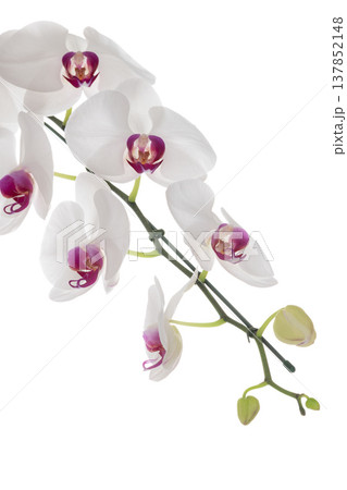 Big White Phalaenopsis, Elegant white orchid flower branch expressing peaceful serene nature Big White Phalaenopsis, Elegant white orchid flower branch expressing peaceful serene nature 137852148