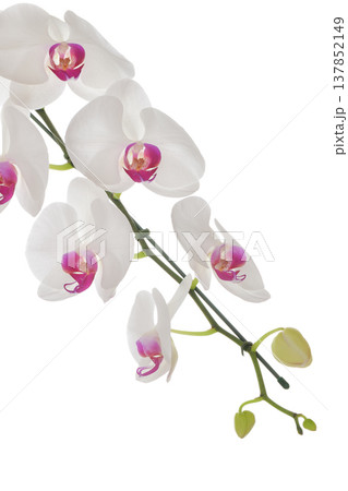 Big White Phalaenopsis, Elegant white orchid flower branch with pink center feeling calm 137852149