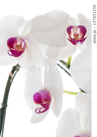 Big White Phalaenopsis, Elegant white orchid flower with magenta center brings peaceful vibe Big White Phalaenopsis, Elegant white orchid flower with magenta center brings peaceful vibe 137852150