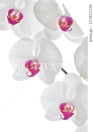 Big White Phalaenopsis, Joyful white and pink orchid flower blooming in an elegant nature Big White Phalaenopsis, Joyful white and pink orchid flower blooming in an elegant nature 137852156