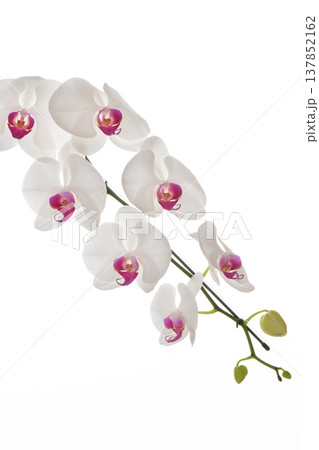 Big White Phalaenopsis, Peaceful elegant white pink orchid flower on clear isolated background Big White Phalaenopsis, Peaceful elegant white pink orchid flower on clear isolated background 137852162