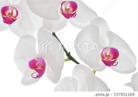 Big White Phalaenopsis, Peaceful white orchid flower with pink center blooming brightly Big White Phalaenopsis, Peaceful white orchid flower with pink center blooming brightly 137852169