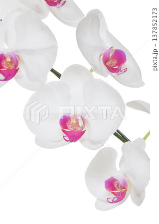 Big White Phalaenopsis, Peaceful white pink orchid flower blossom isolated on plain background Big White Phalaenopsis, Peaceful white pink orchid flower blossom isolated on plain background 137852173