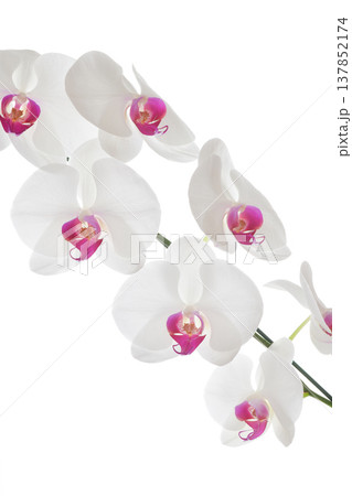 Big White Phalaenopsis, Peaceful white pink orchid flower elegant blossom on background 137852174