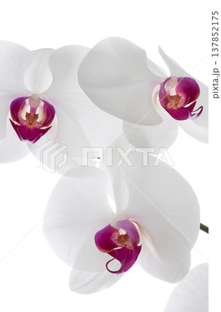 Big White Phalaenopsis, Serene elegant white orchid flower blossom with magenta center Big White Phalaenopsis, Serene elegant white orchid flower blossom with magenta center 137852175