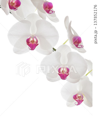 Big White Phalaenopsis, Serene white orchid flower branch with pink center isolated on white 137852176