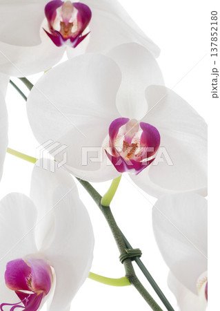 Big White Phalaenopsis, White orchid flower blooming peaceful elegant calm beautiful flora Big White Phalaenopsis, White orchid flower blooming peaceful elegant calm beautiful flora 137852180