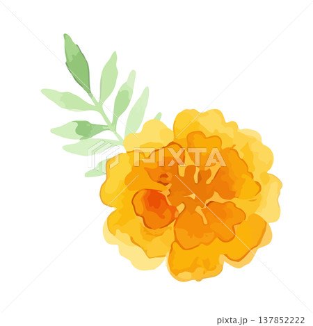 水彩風のマリーゴールドのイラスト 水彩風のマリーゴールドのイラスト 137852222