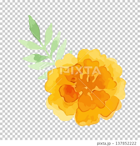 水彩風のマリーゴールドのイラスト 水彩風のマリーゴールドのイラスト 137852222