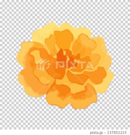 Watercolor-style illustration of marigolds Watercolor-style illustration of marigolds 137852225