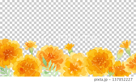 水彩風格的萬壽菊插圖 137852227