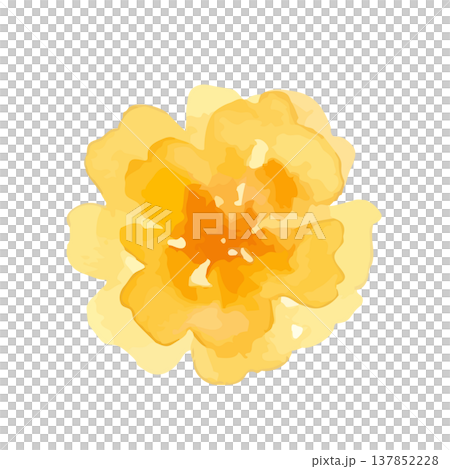 水彩風格的萬壽菊插圖 水彩風格的萬壽菊插圖 137852228