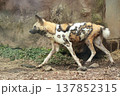 リカオン リカオン 137852315